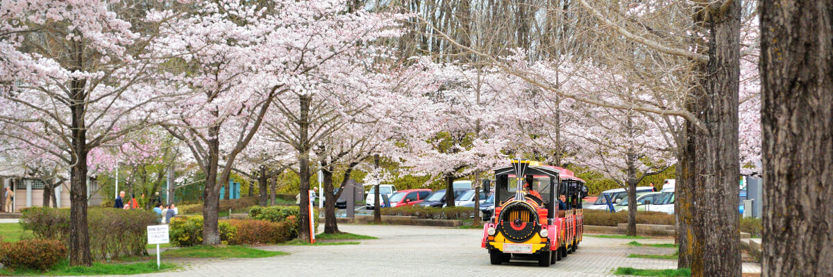 桜 秩父ミューズパーク