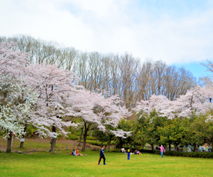 桜 秩父ミューズパーク