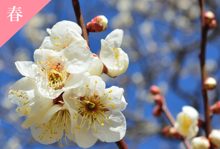 季節の花 秩父ミューズパーク