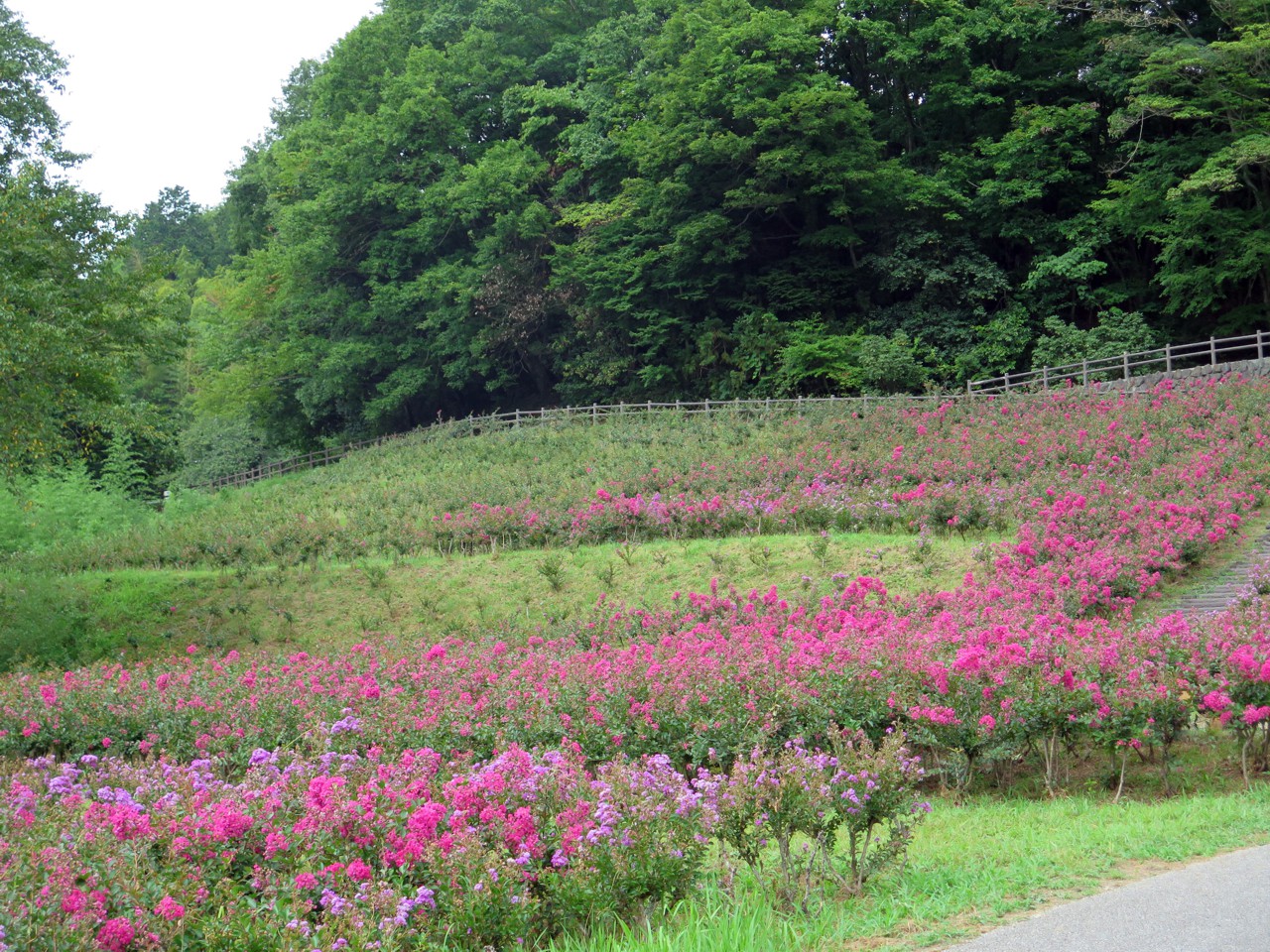サルスベリ開花状況　8月16日現在