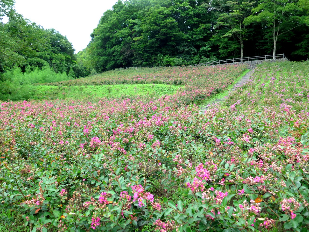 サルスベリ開花状況　8月25日現在