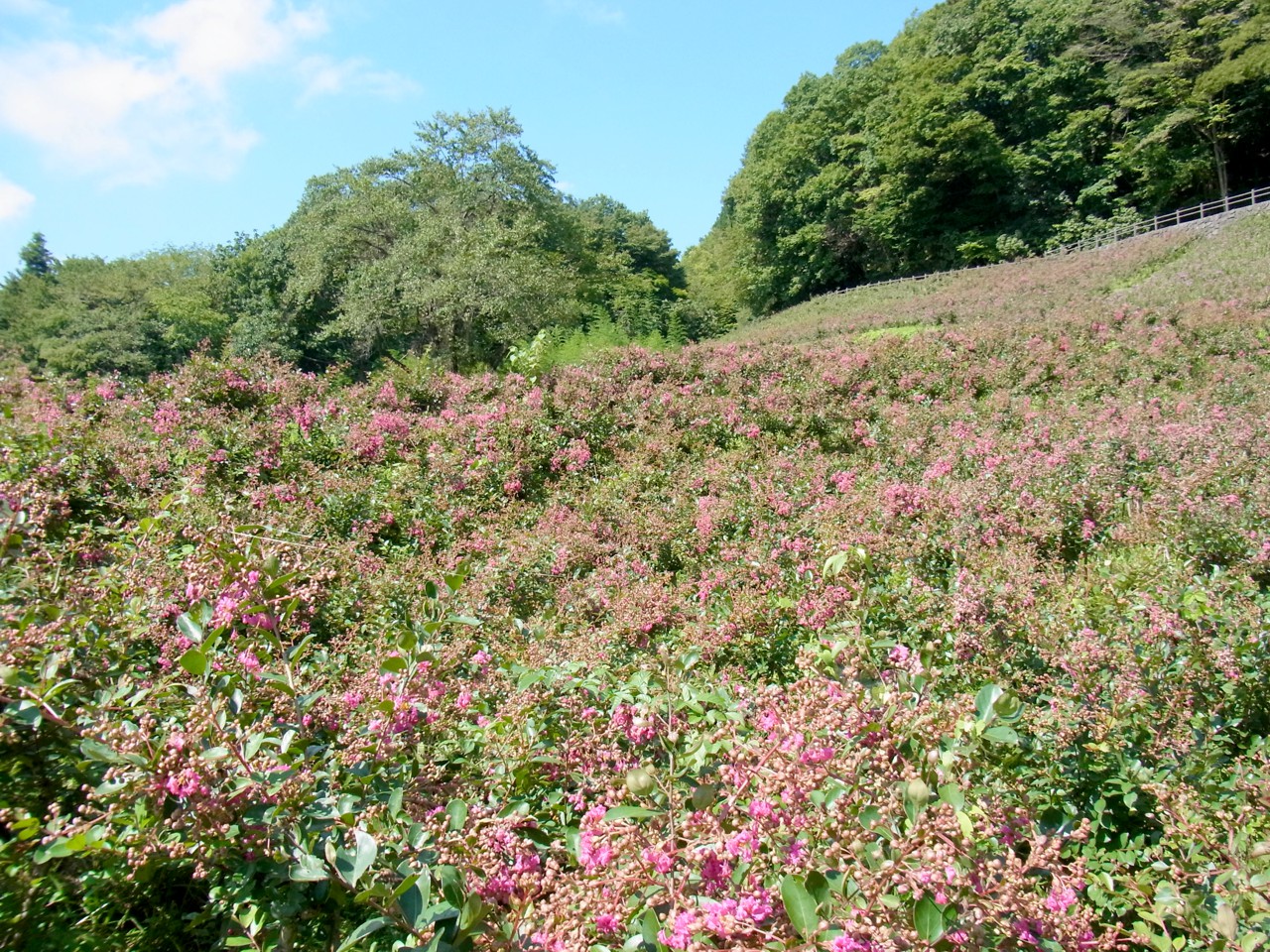 サルスベリ開花状況　8月31日現在