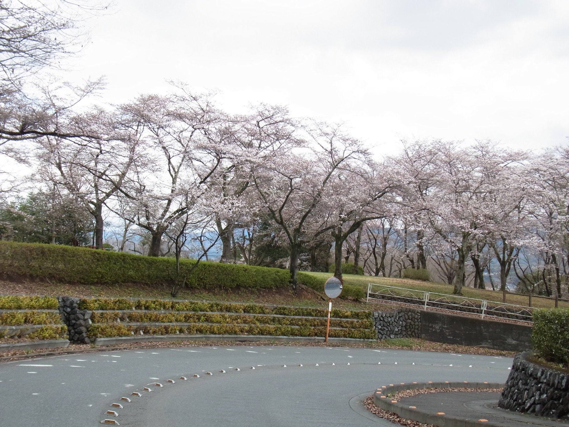 桜の開花状況　４月４日（曇）