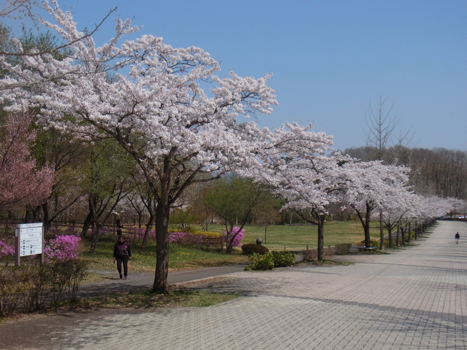 桜の開花状況　４月１１日（晴）