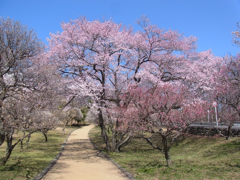 梅園　開花情報　３月３０日（月）