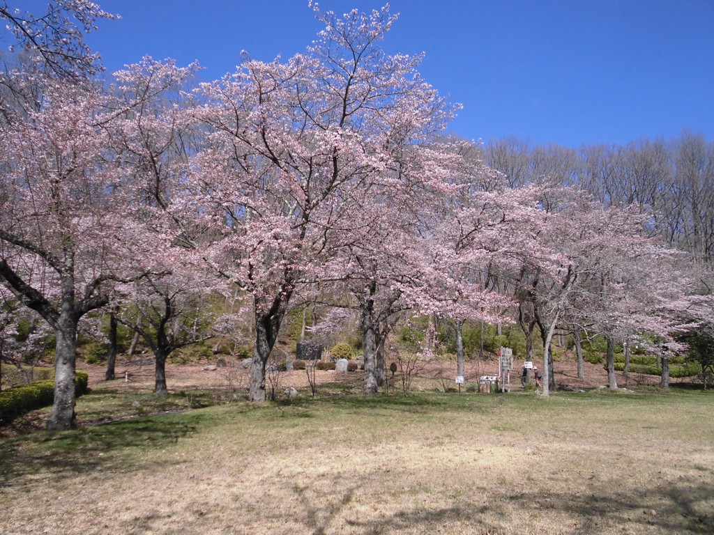 桜の開花状況　４月２日（晴）