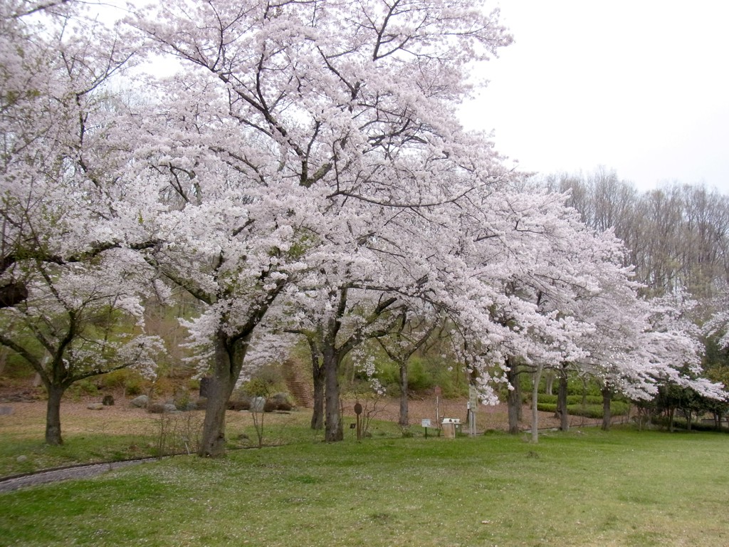 桜の開花状況　４月１０日（曇）