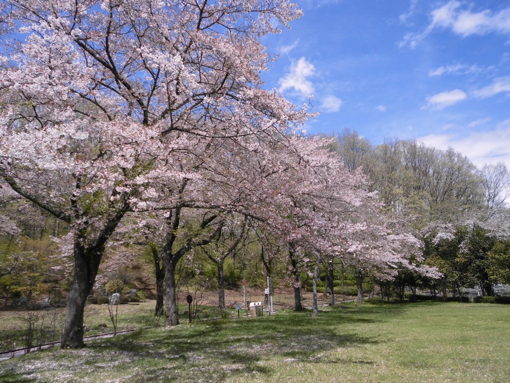桜の開花状況　４月１５日（晴）