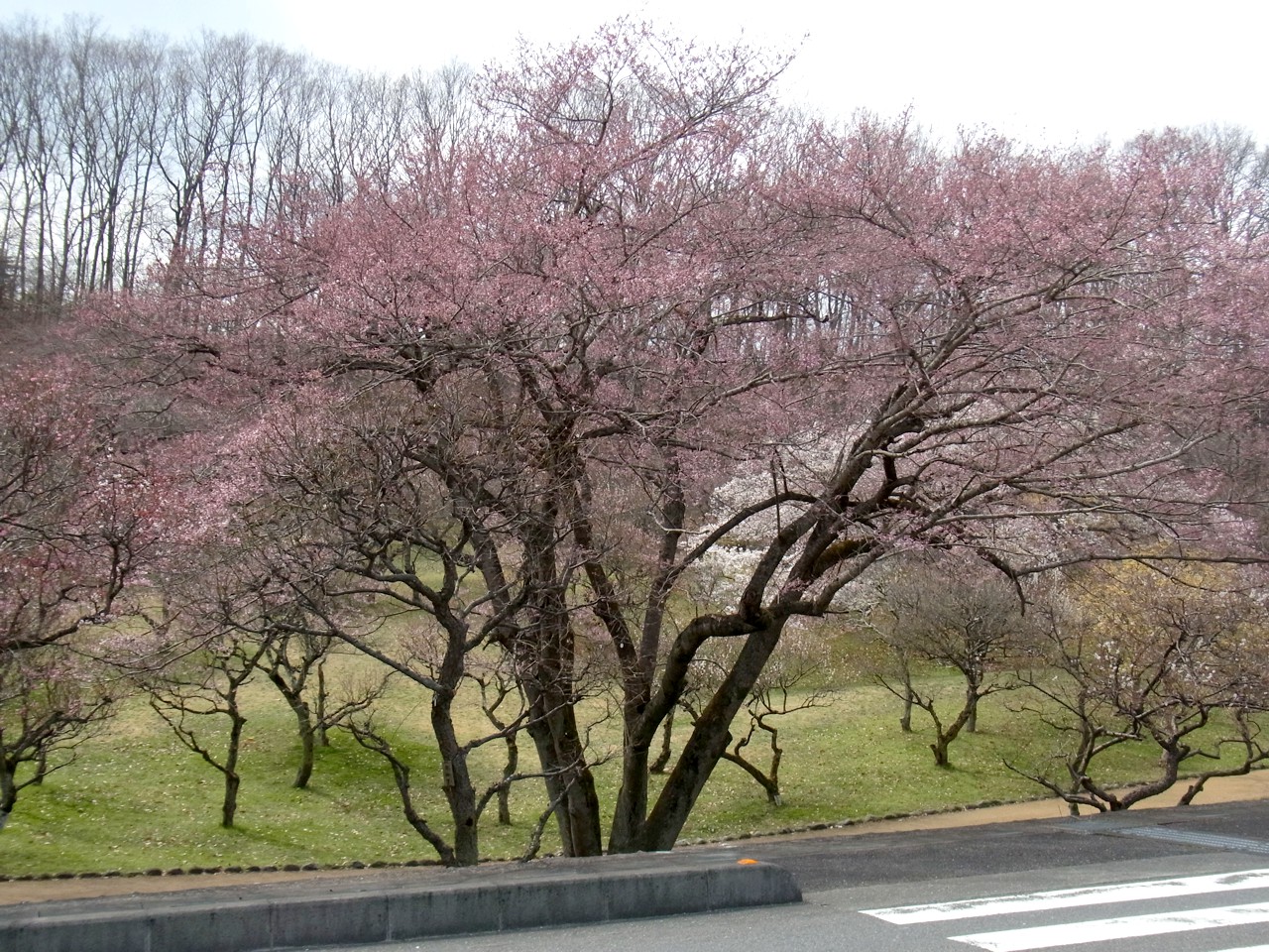 桜の開花状況　３月２９日（曇）
