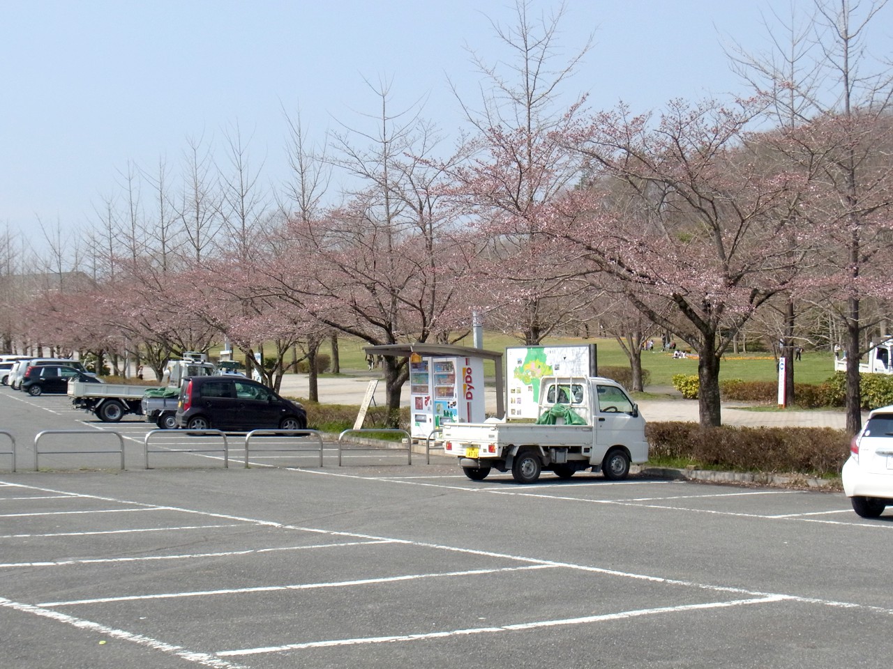 桜の開花状況　４月１日（晴）