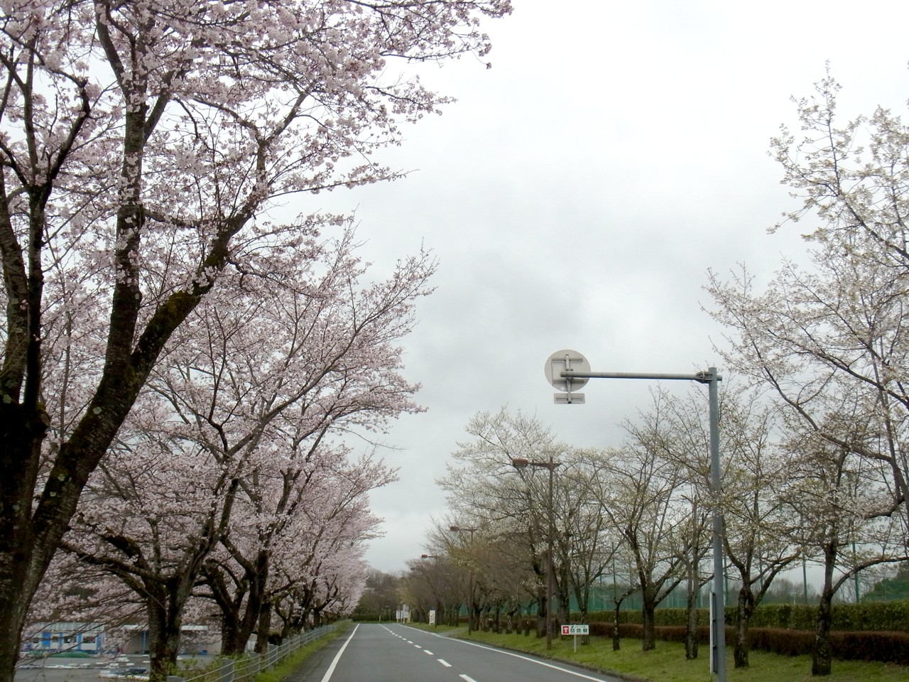 桜の開花状況　４月４日（曇）