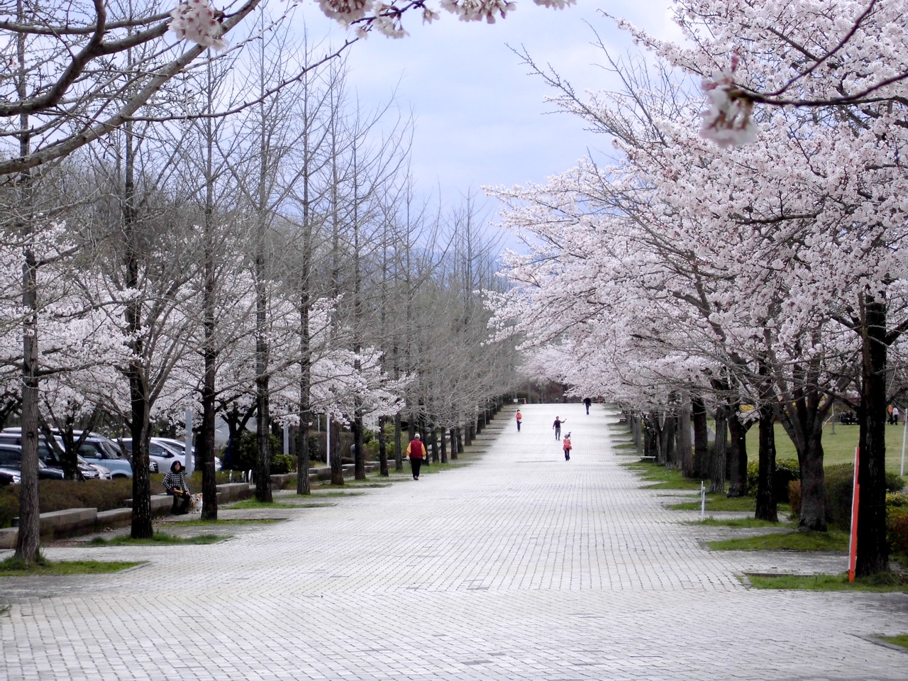 桜の開花状況　４月８日（曇）