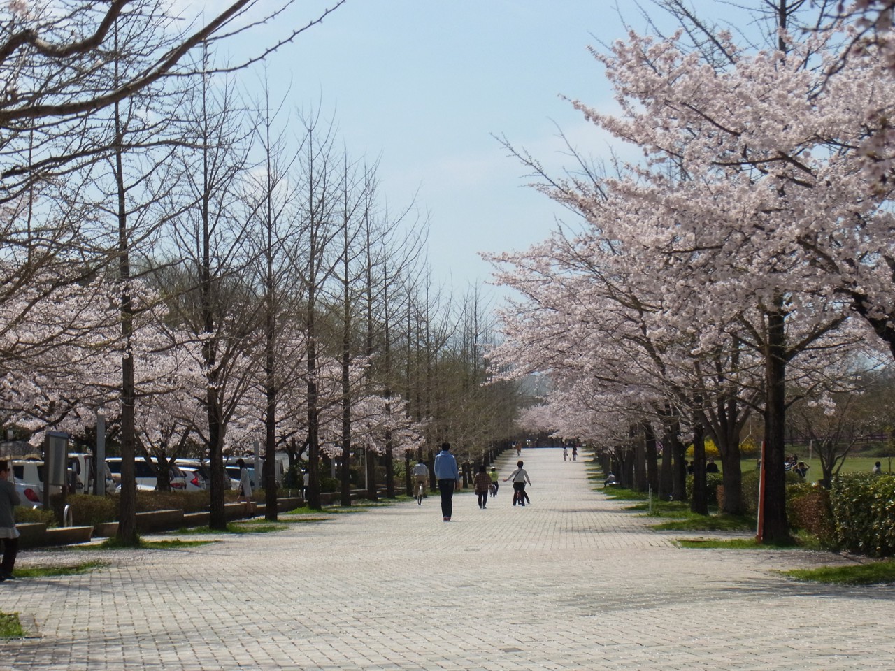 桜の開花状況　４月９日（晴）