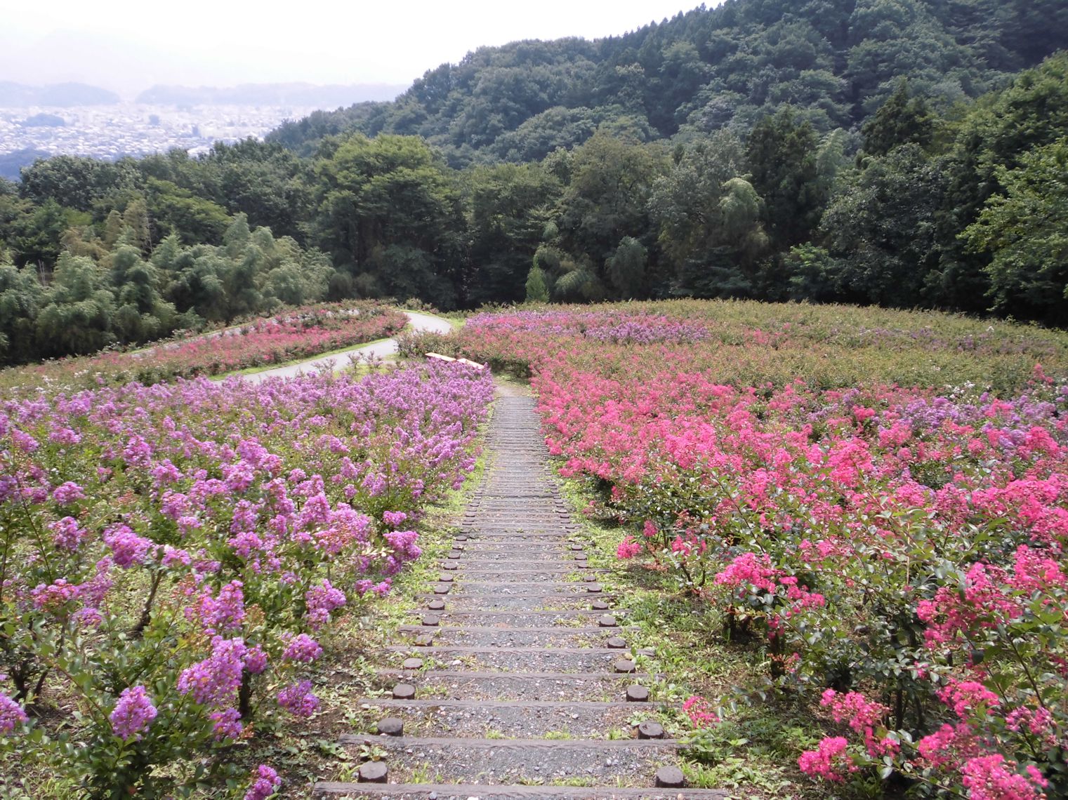 サルスベリ開花情報