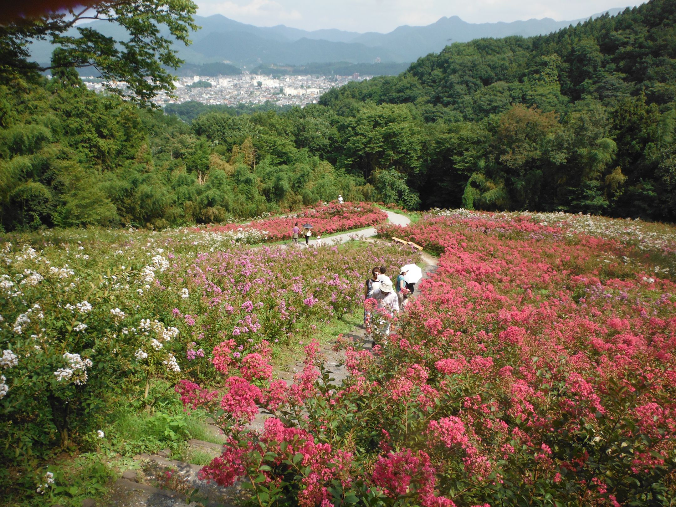 サルスベリ開花情報