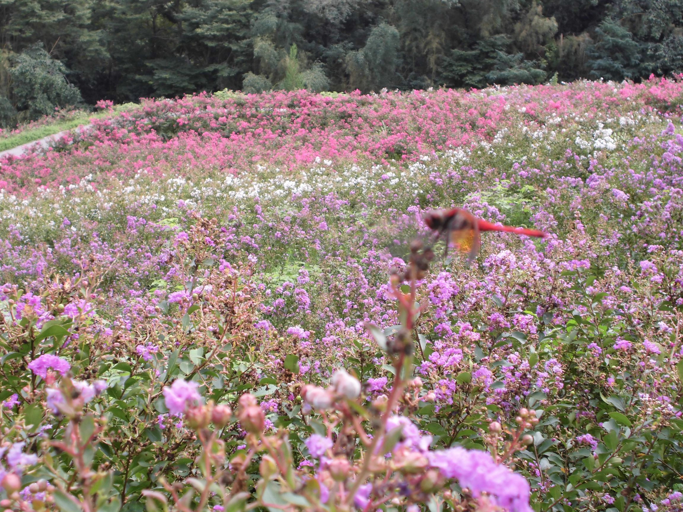 サルスベリ開花情報