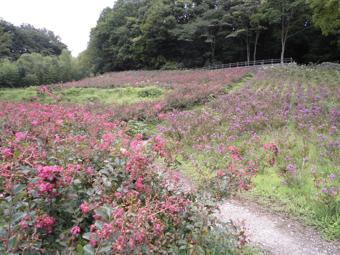 サルスベリ開花情報　９月１４日終了