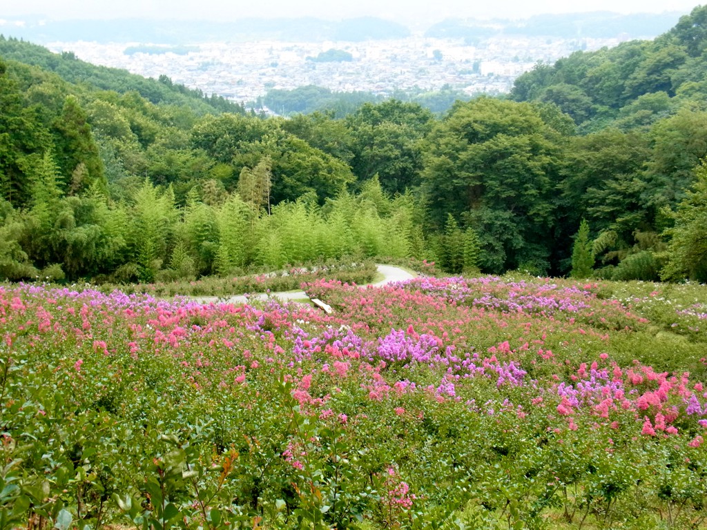 サルスベリ開花状況　８月８日現在