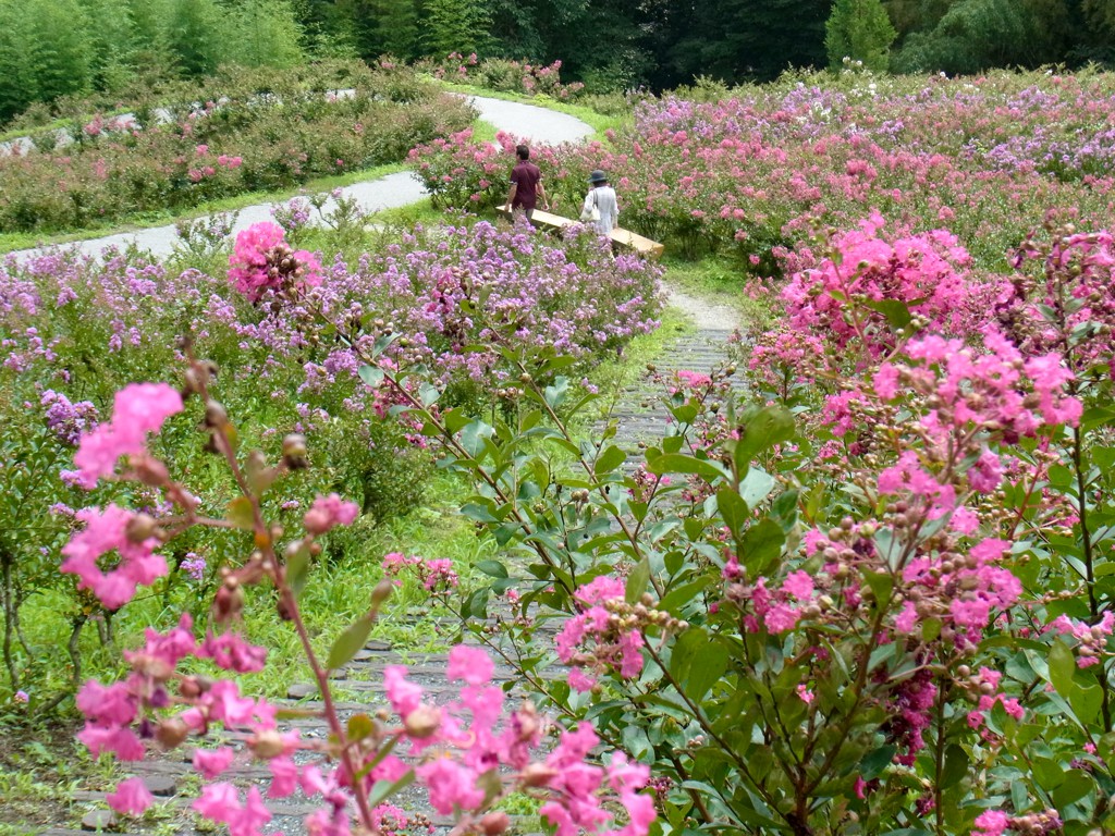 サルスベリ開花状況　８月１５日現在