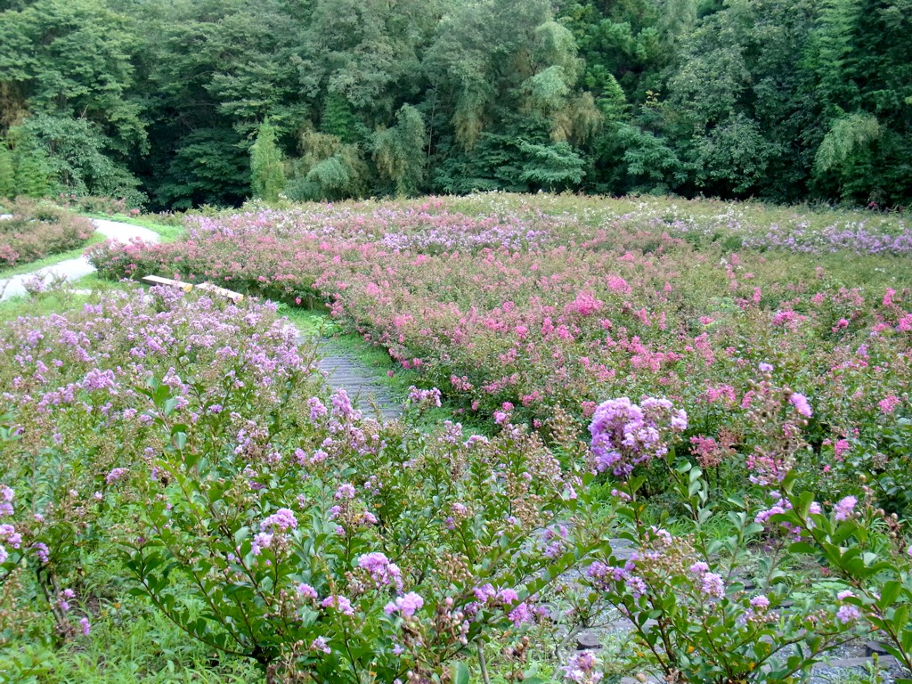 サルスベリ開花状況　８月２０日現在