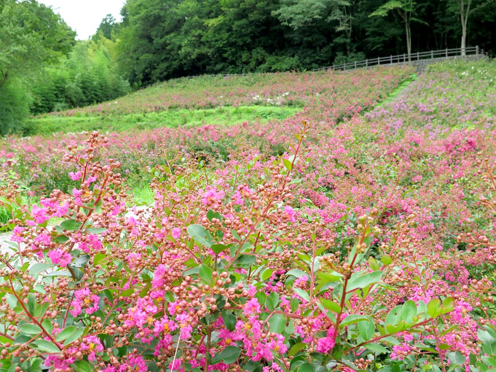 サルスベリ開花状況　８月２９日現在