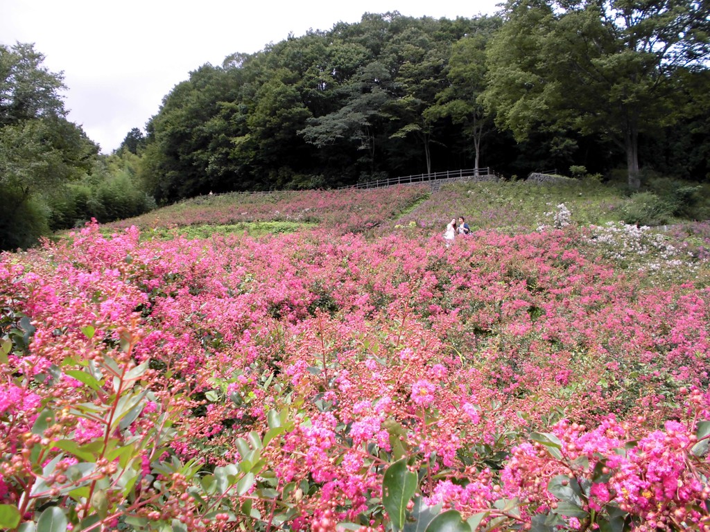 サルスベリ開花状況　９月３日現在