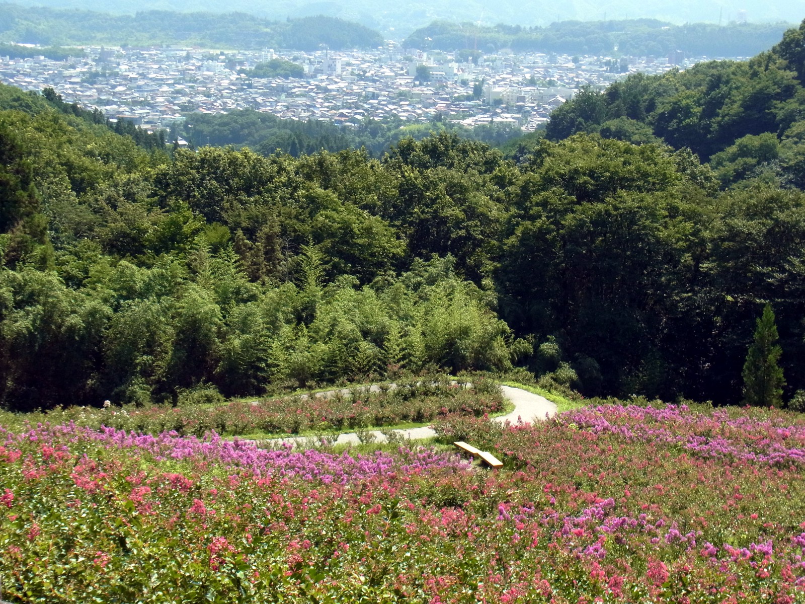 サルスベリ開花状況　８月6日現在