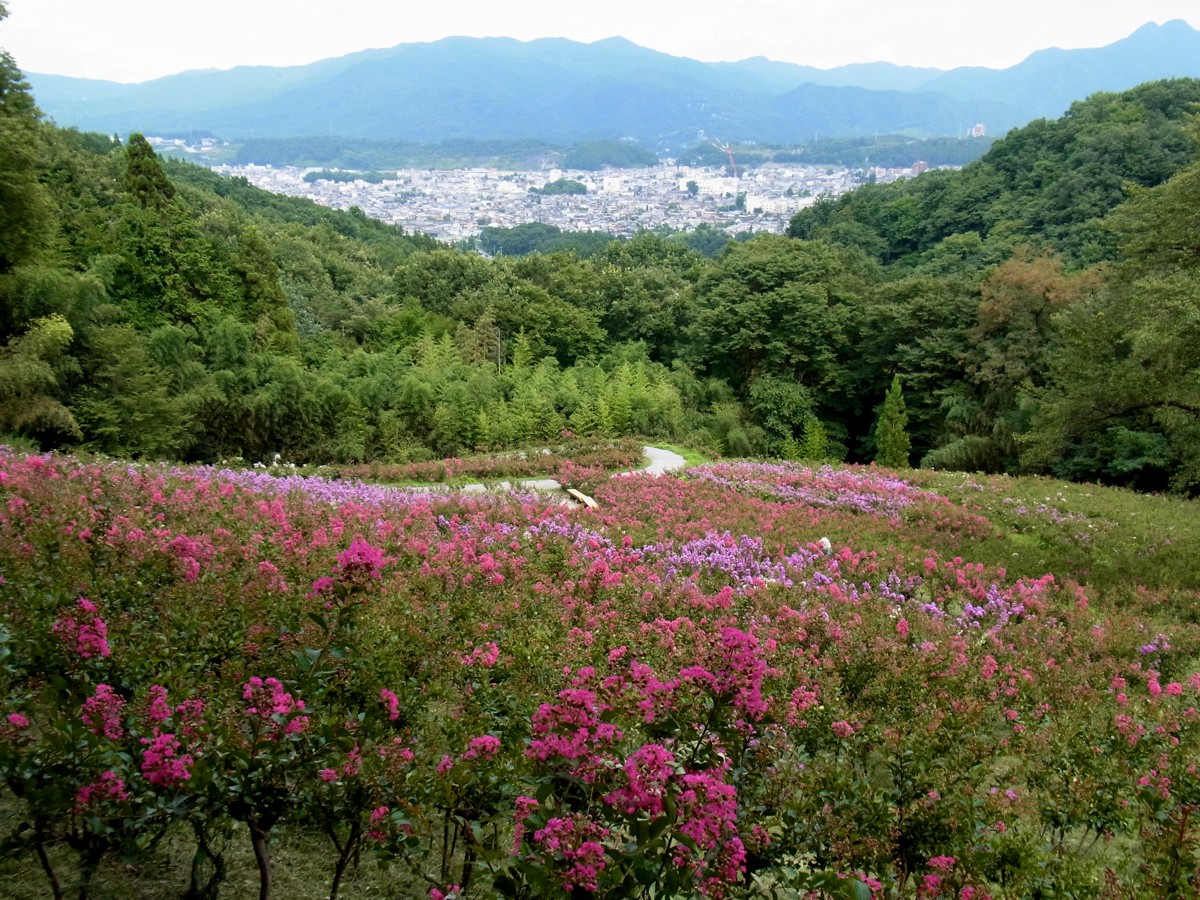 サルスベリ開花状況　８月11日現在