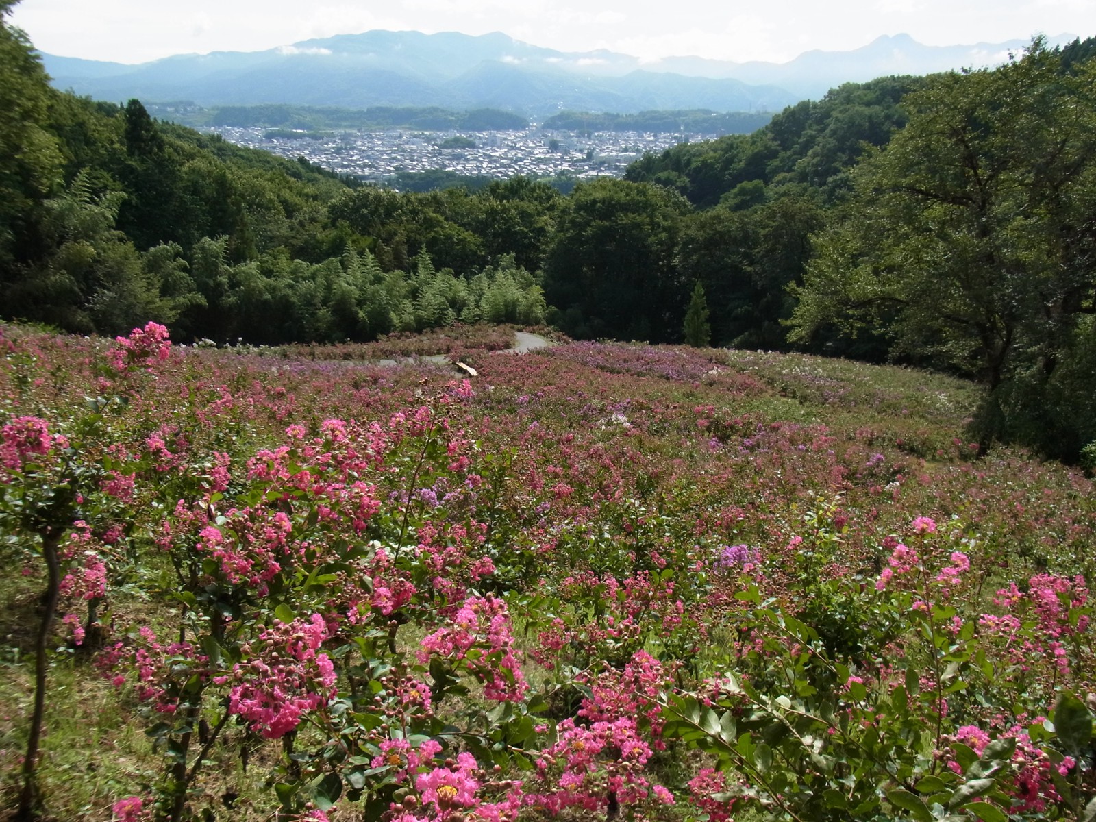 サルスベリ開花状況　８月１８日現在