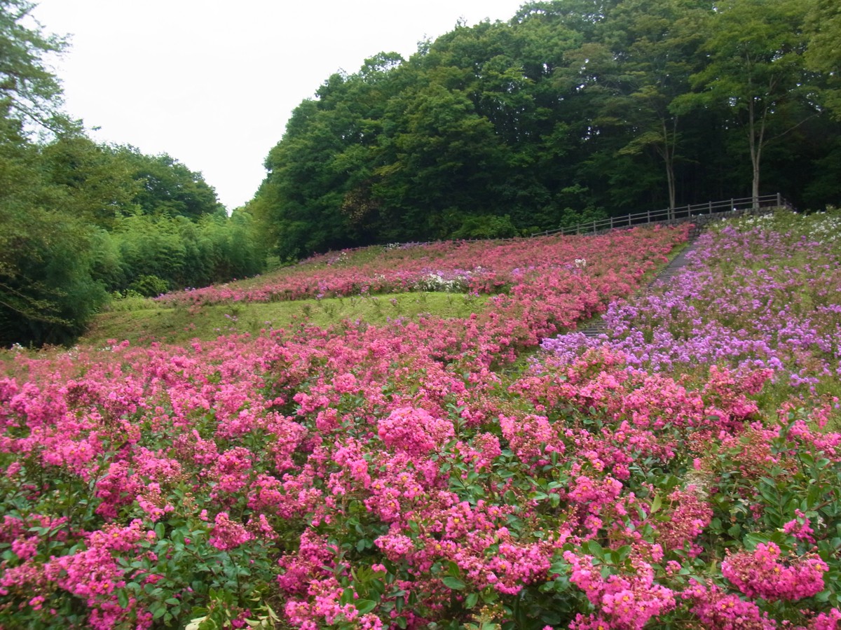 平成２７年８月２３日