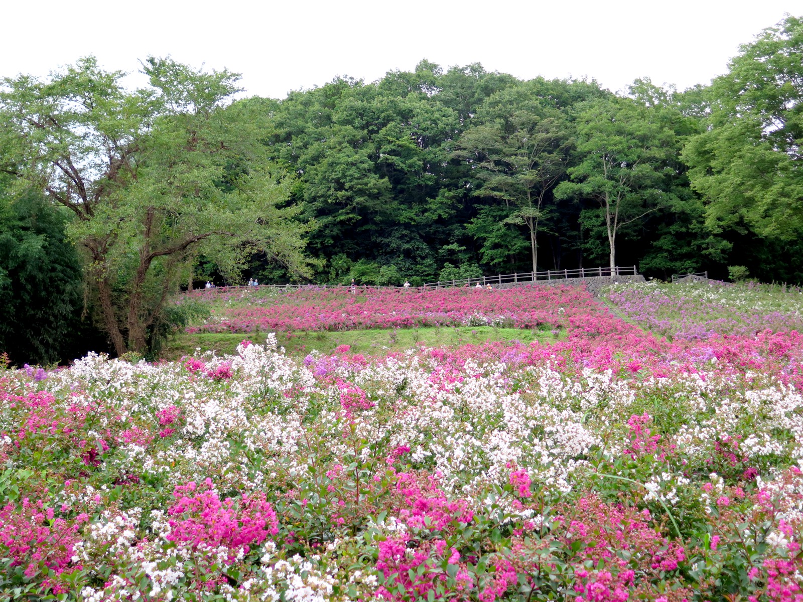 平成２７年８月２７日（曇）