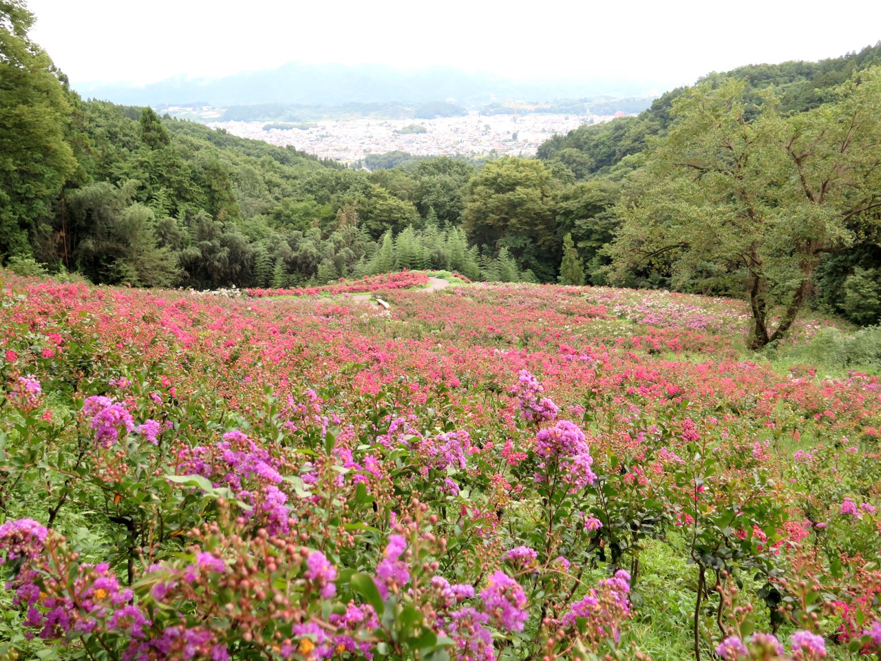 サルスベリ開花状況　９月７日現在