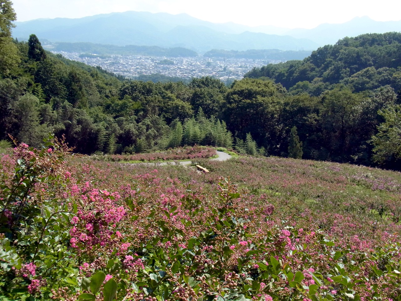 サルスベリ開花状況　９月２日現在