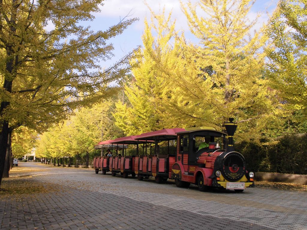 イチョウ並木紅葉情報　10月30日