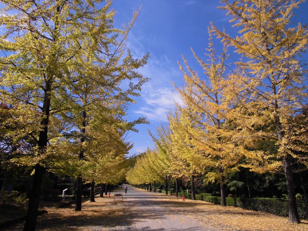 イチョウ並木紅葉情報　11月1日