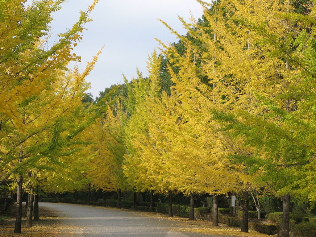 イチョウ並木紅葉情報　11月3日