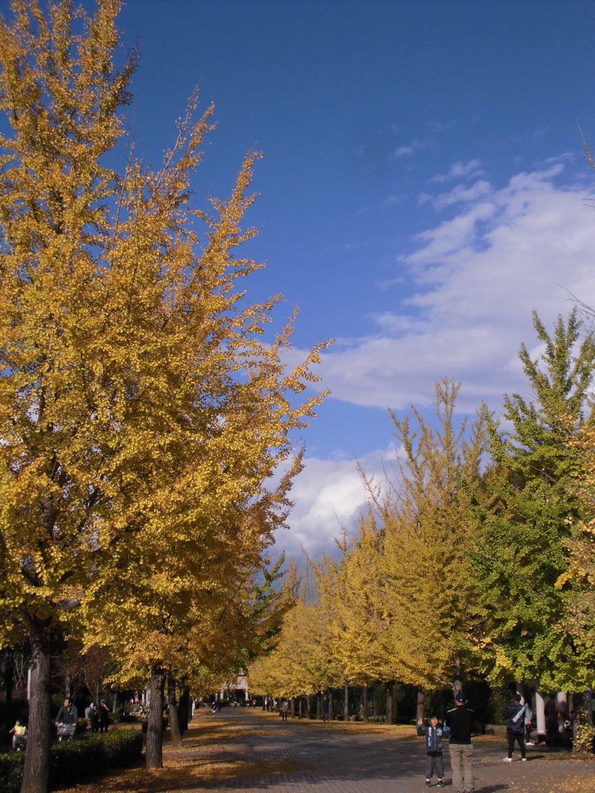 イチョウ並木紅葉情報　11月4日