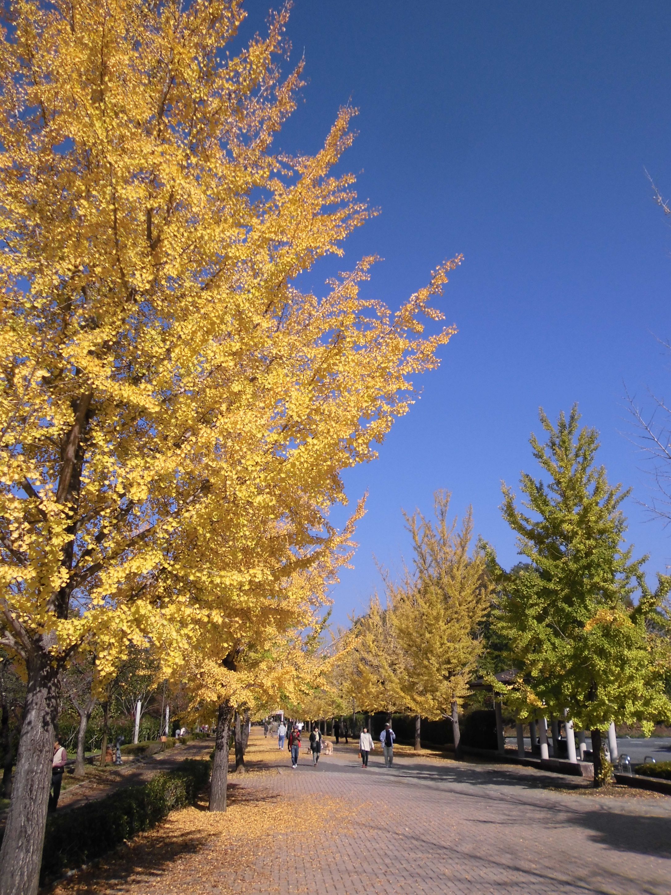 イチョウ並木紅葉情報　11月6日