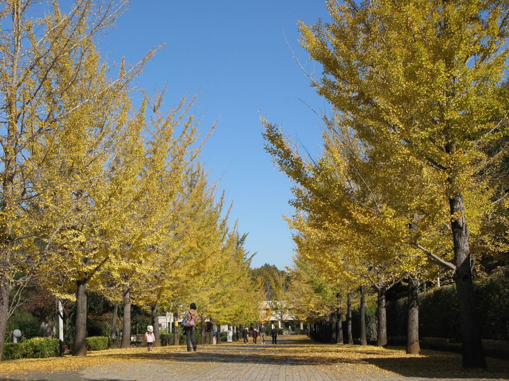 イチョウ並木紅葉情報　11月8日