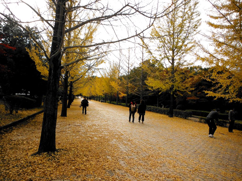 イチョウ並木紅葉情報　11月10日（終了）