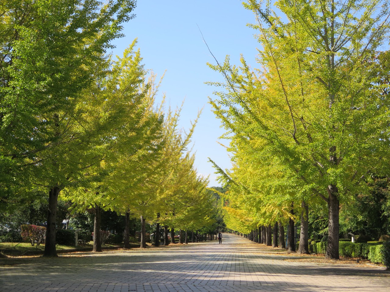 イチョウ並木紅葉情報　10月17日