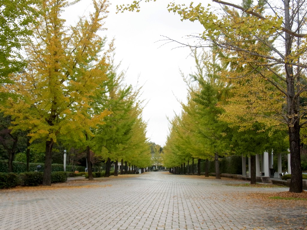 イチョウ並木紅葉情報　10月21日