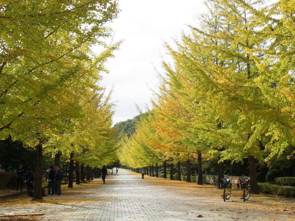 イチョウ並木紅葉情報　10月24日