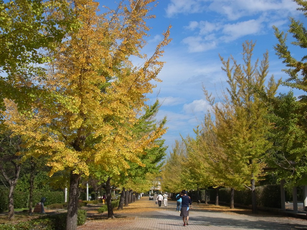 イチョウ並木紅葉情報　10月26日