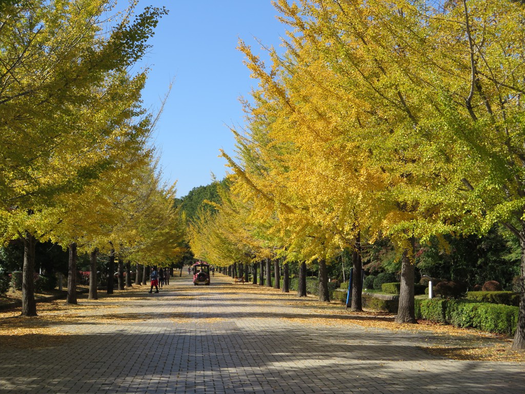 イチョウ並木紅葉始まる 見頃は10月下旬 11月上旬 秩父ミューズパーク