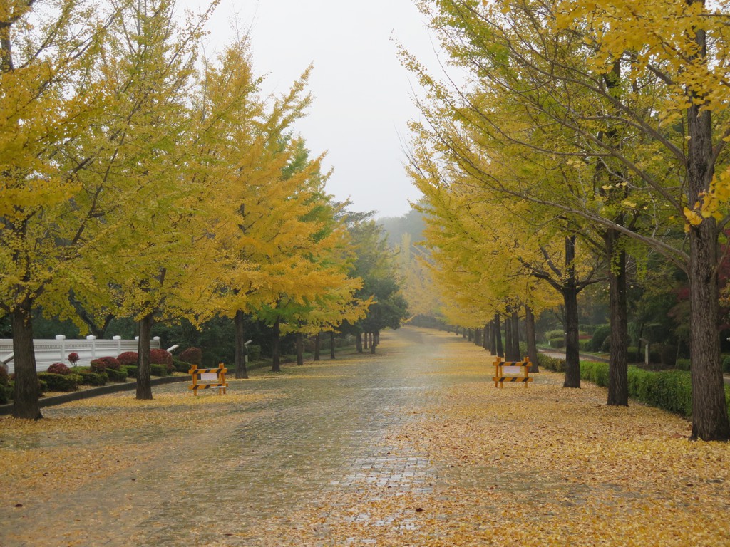 イチョウ並木紅葉情報　11月1日