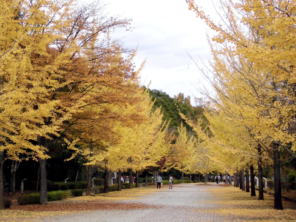 イチョウ並木紅葉情報　11月2日