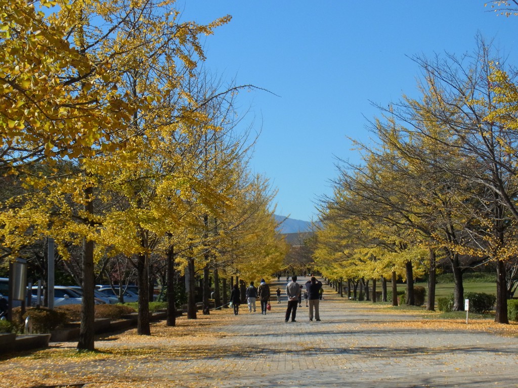 イチョウ並木紅葉情報　11月4日