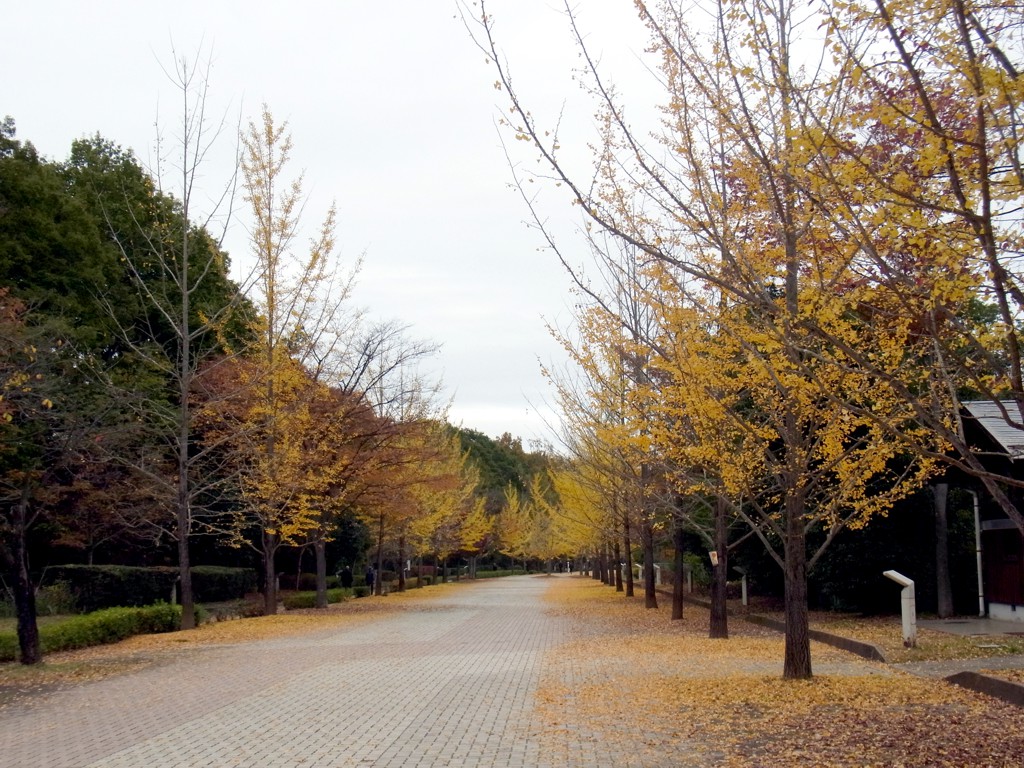 イチョウ並木紅葉情報　11月6日