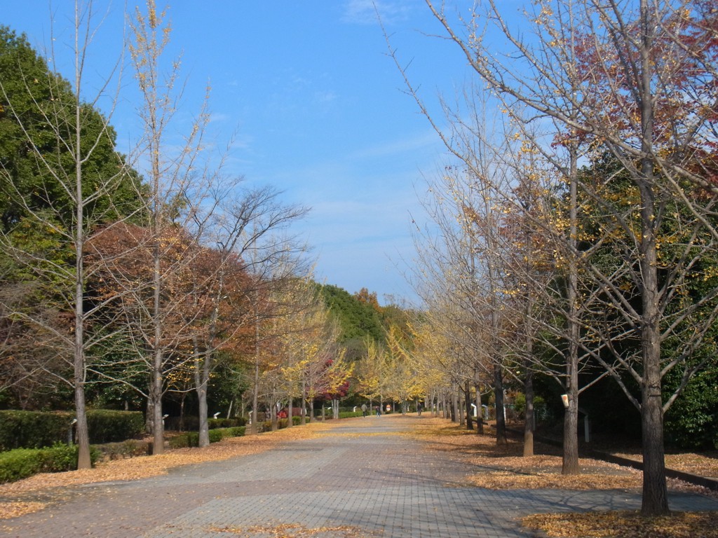 イチョウ並木紅葉情報　11月8日